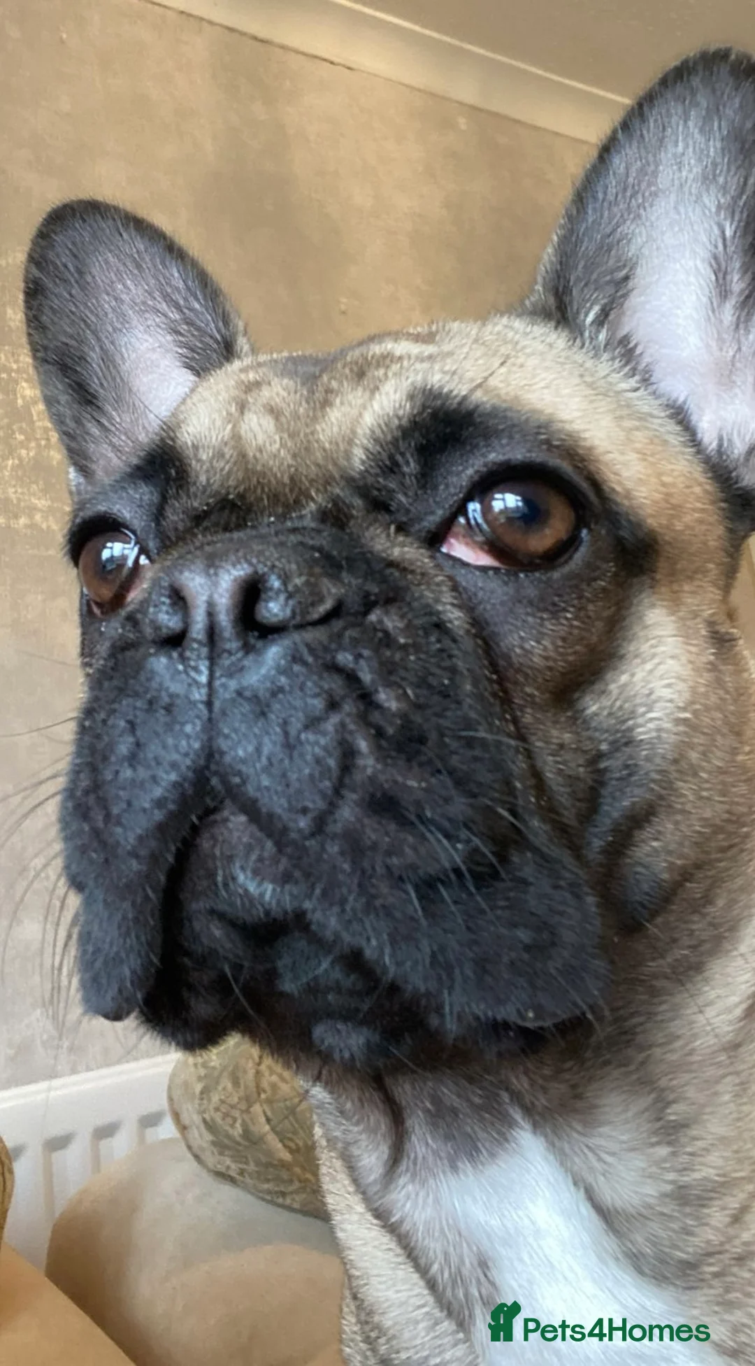 French Bulldog dogs for sale: Beautiful girl  - Advert 4