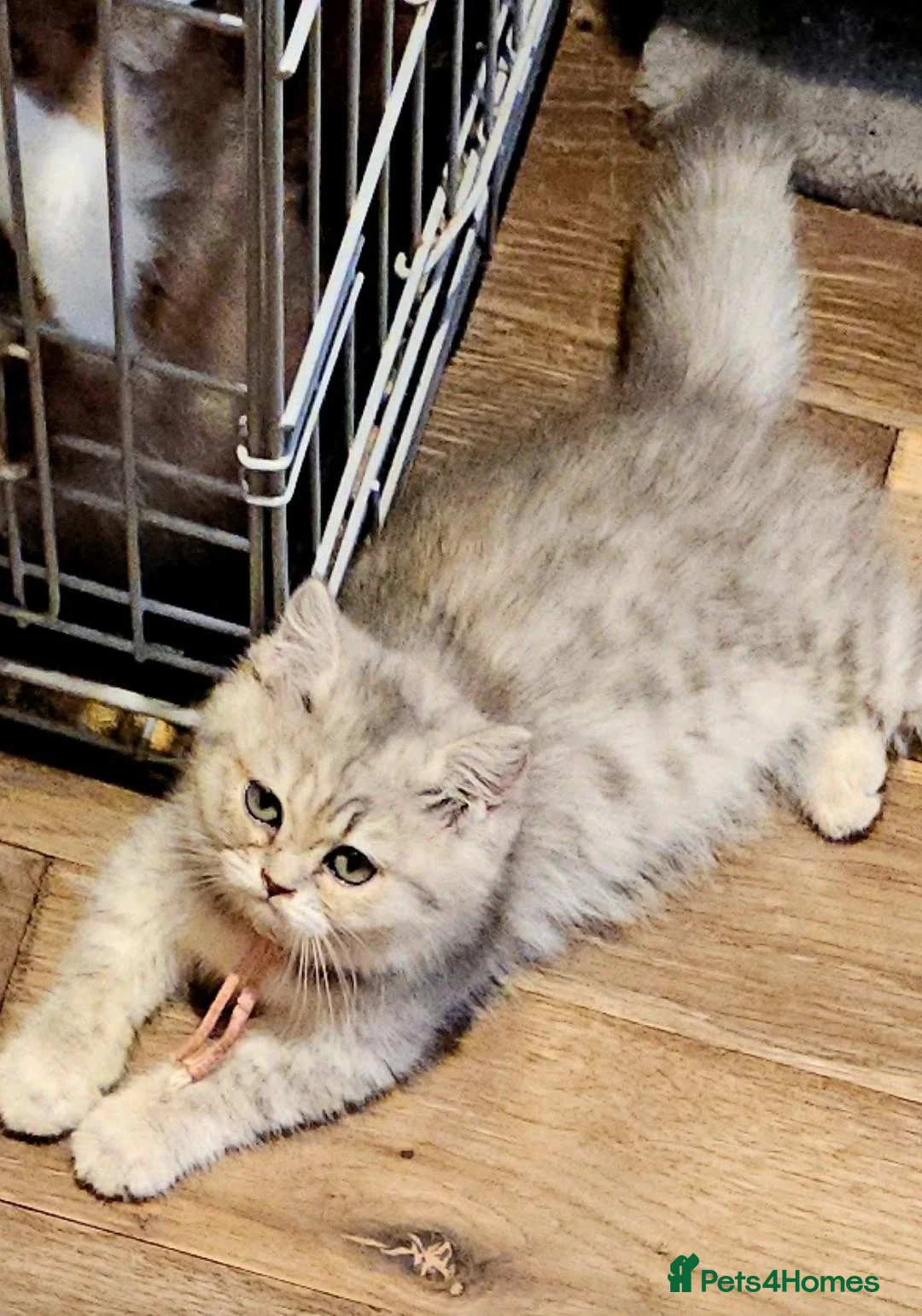 British Shorthair cats for sale: Blue golden male  - Advert 2