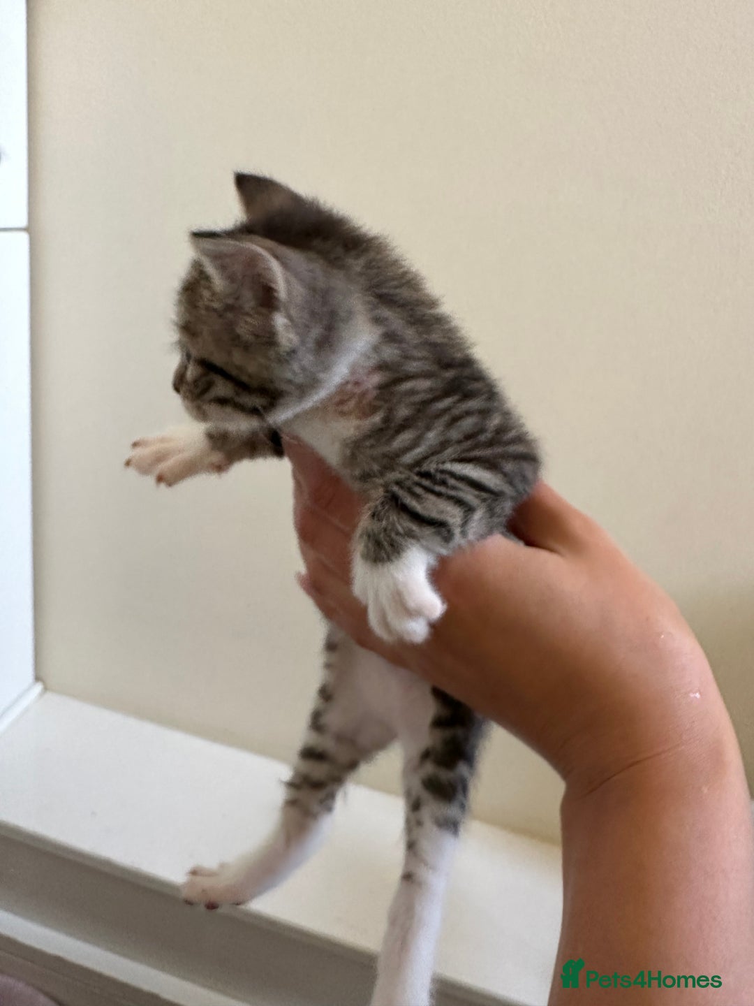 Mixed Breed cats for sale: Adorable kittens  - Image 8