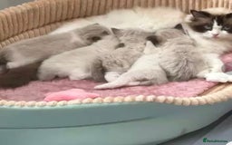 Ragdoll cats for sale: Cheshire ragdoll kittens in Leicester - Image 6