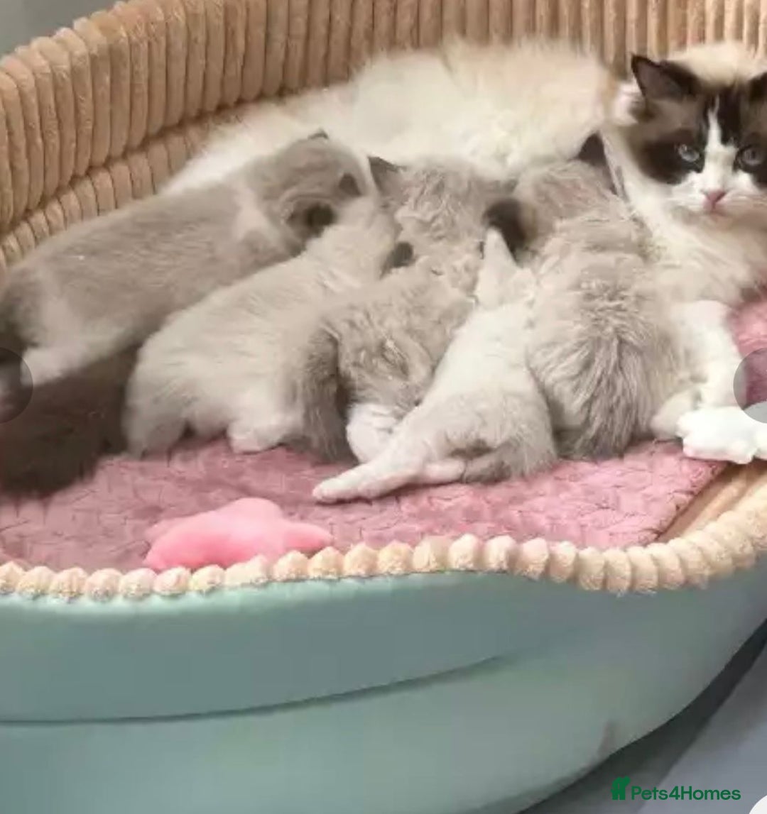 Ragdoll cats for sale: Cheshire ragdoll kittens in Leicester - Image 6