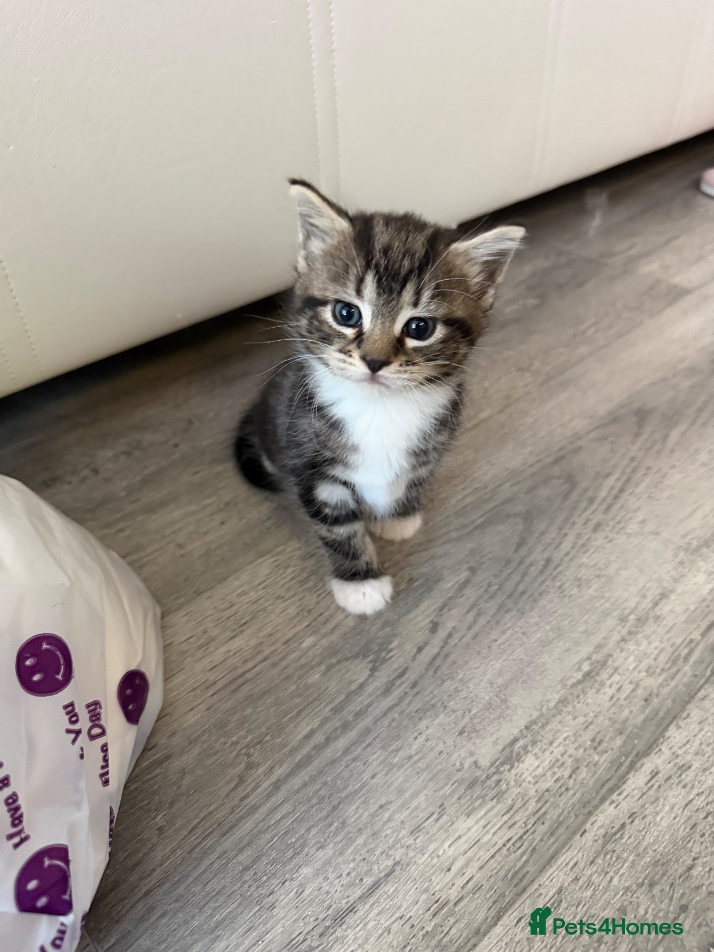 Mixed Breed cats Adorable Kittens Reserve Now – Ready in 4 Weeks! - Advert 14