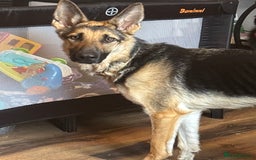 German Shepherd dogs for sale: Females  - Image 3