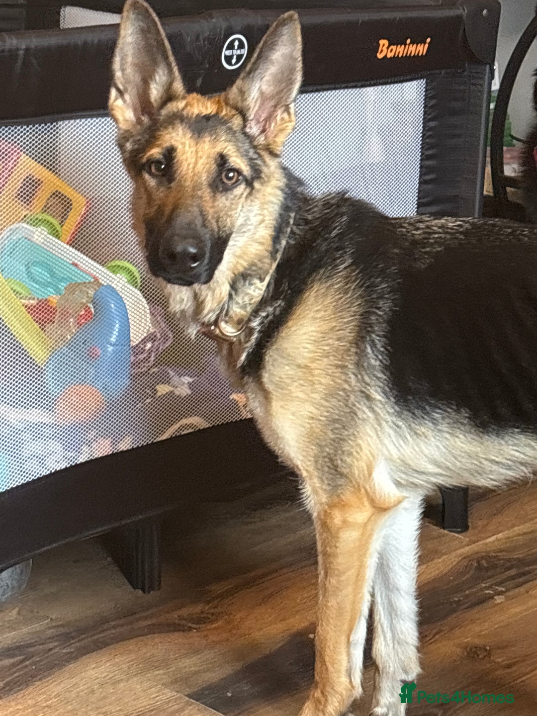 German Shepherd dogs for sale: Females  - Image 3