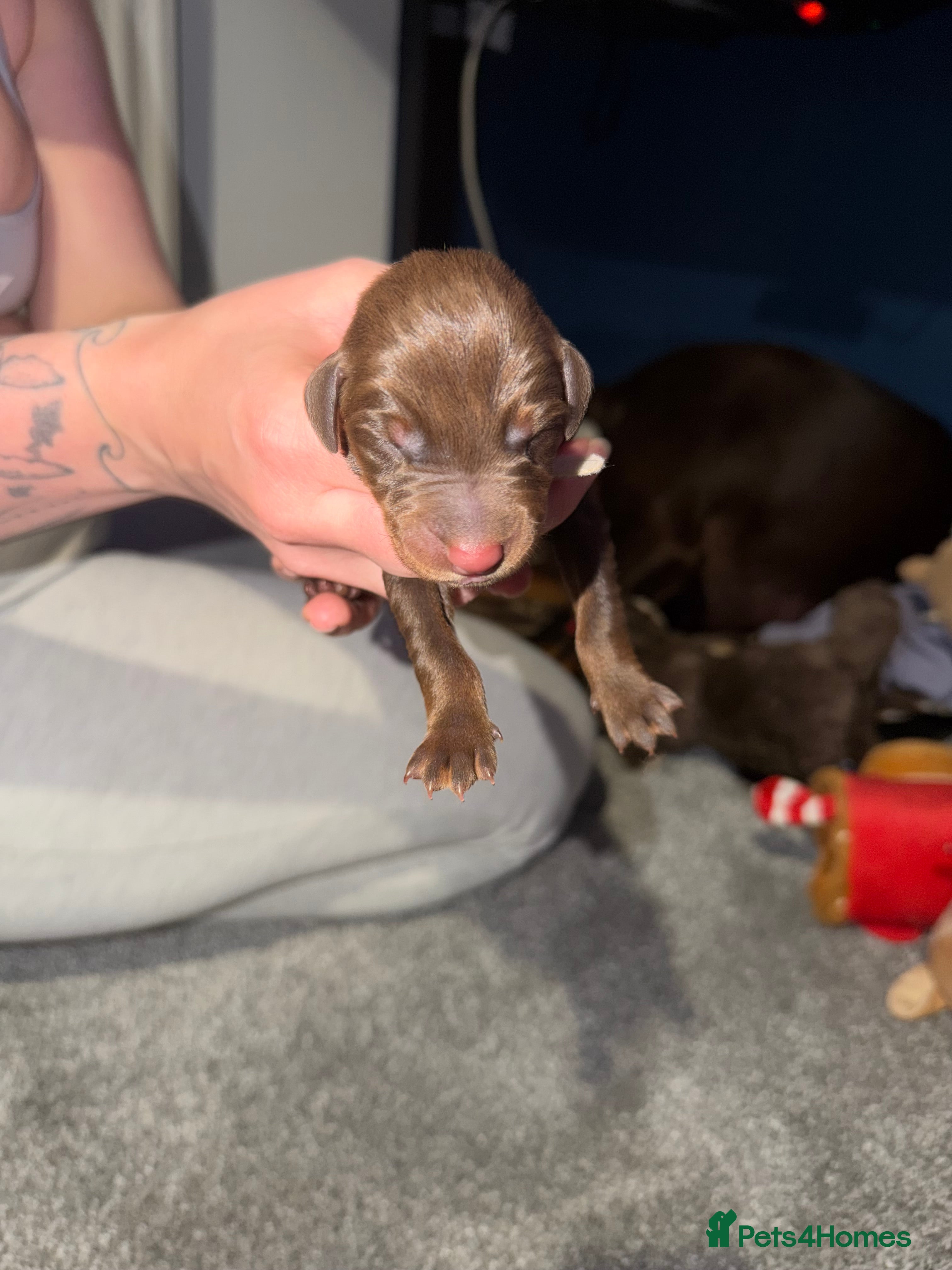 Dobermann dogs for sale: 6 Beautiful Doberman Puppies - Advert 5