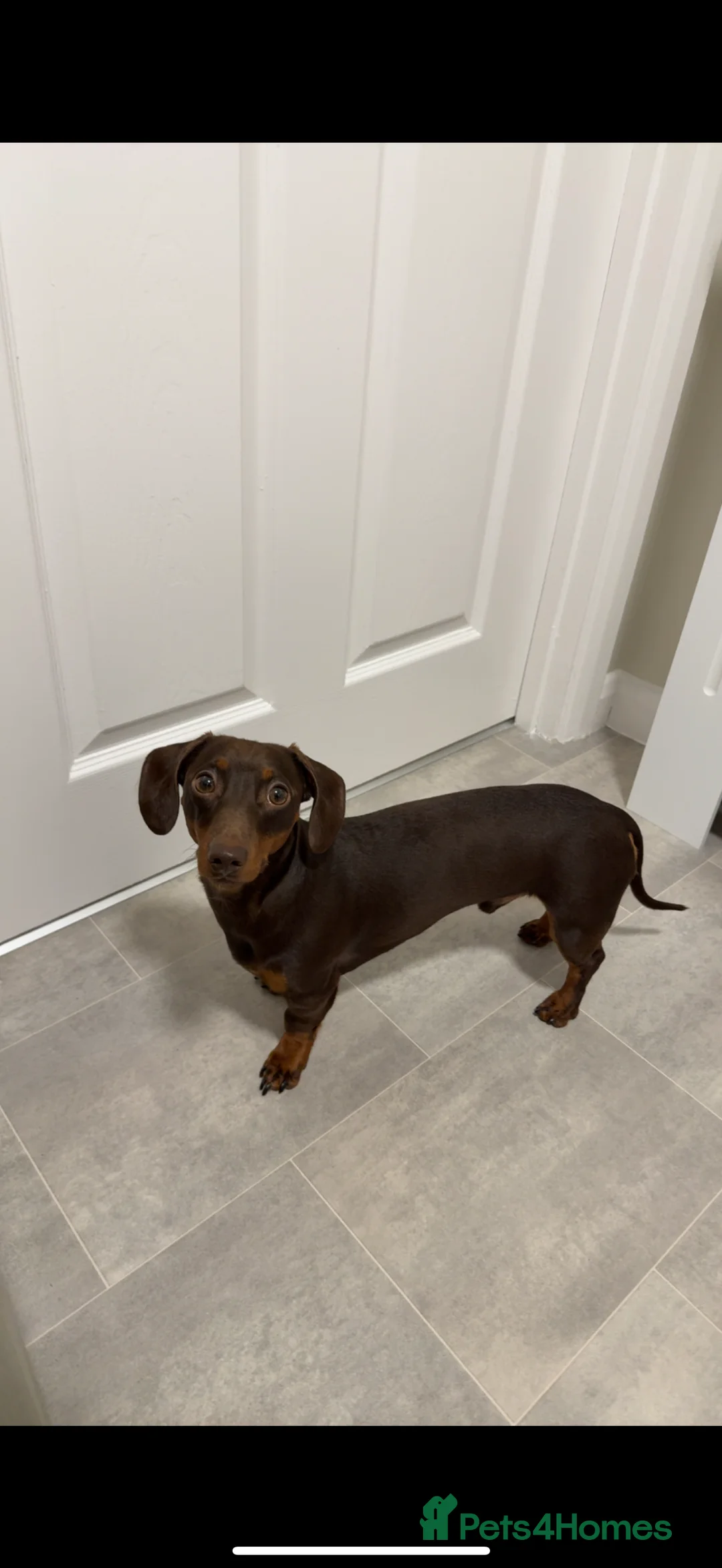 Miniature Dachshund dogs for stud: FOR STUD: Miniature short haired dachshund - Advert 2