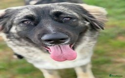 Mixed Breed dogs for sale: female Caucasian cross German shepherd - Image 1