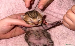 Bengal cats for sale: Stunning bengal x bsh kittens  - Advert 21