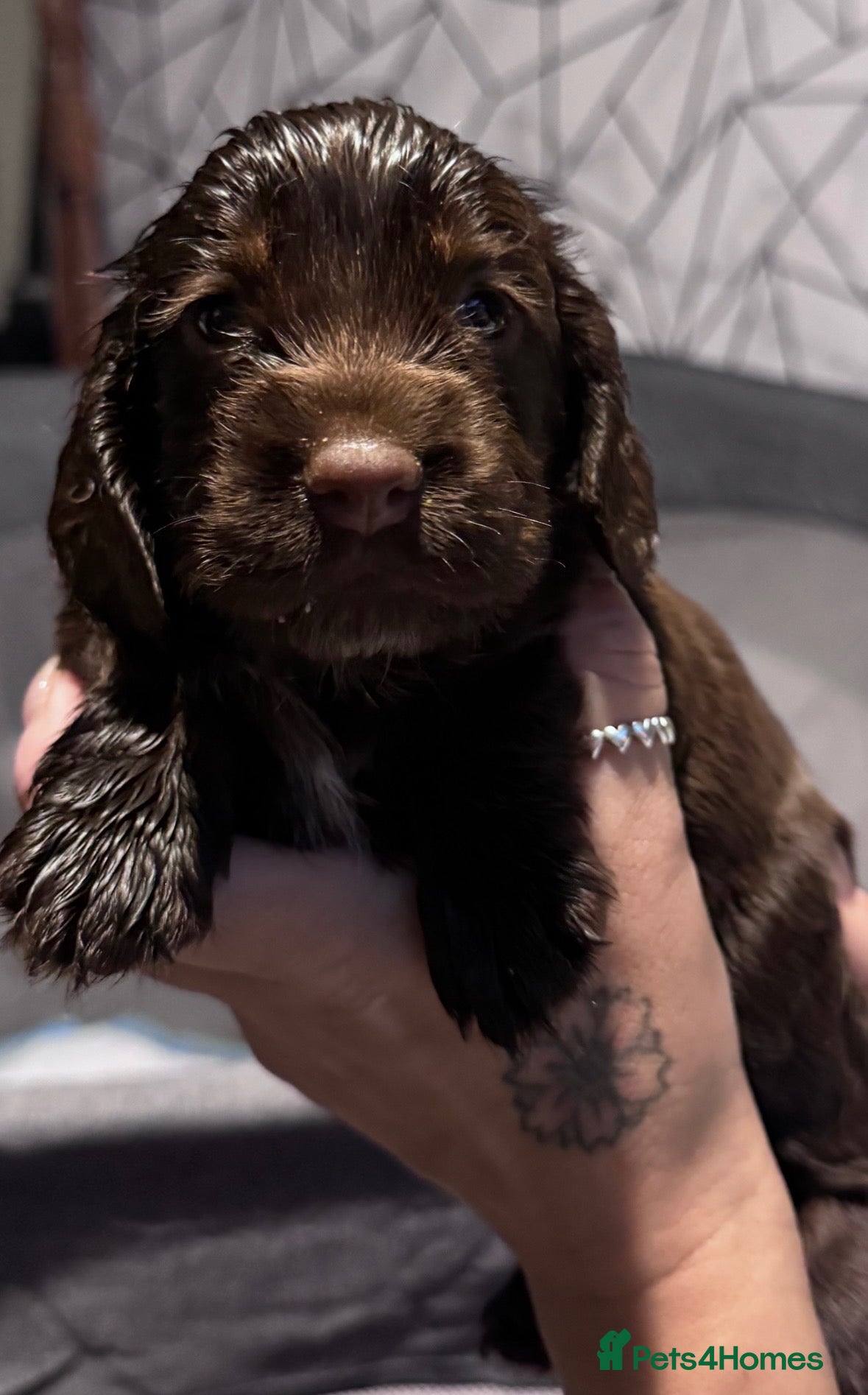 Cocker Spaniel dogs 1 Girl left looking for a home  - Advert 2