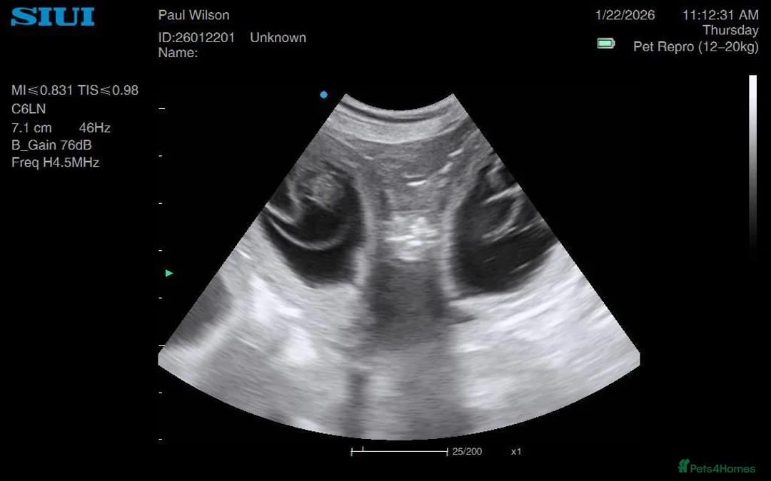 Golden Retriever dogs for sale: Low inbreeding coefficient puppies due soon  - Advert 9