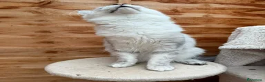 Maine Coon 3