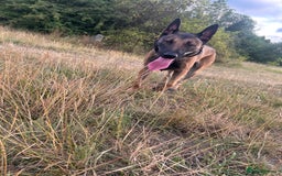 Belgian Shepherd Dog dogs for sale: Raptor  - Image 4