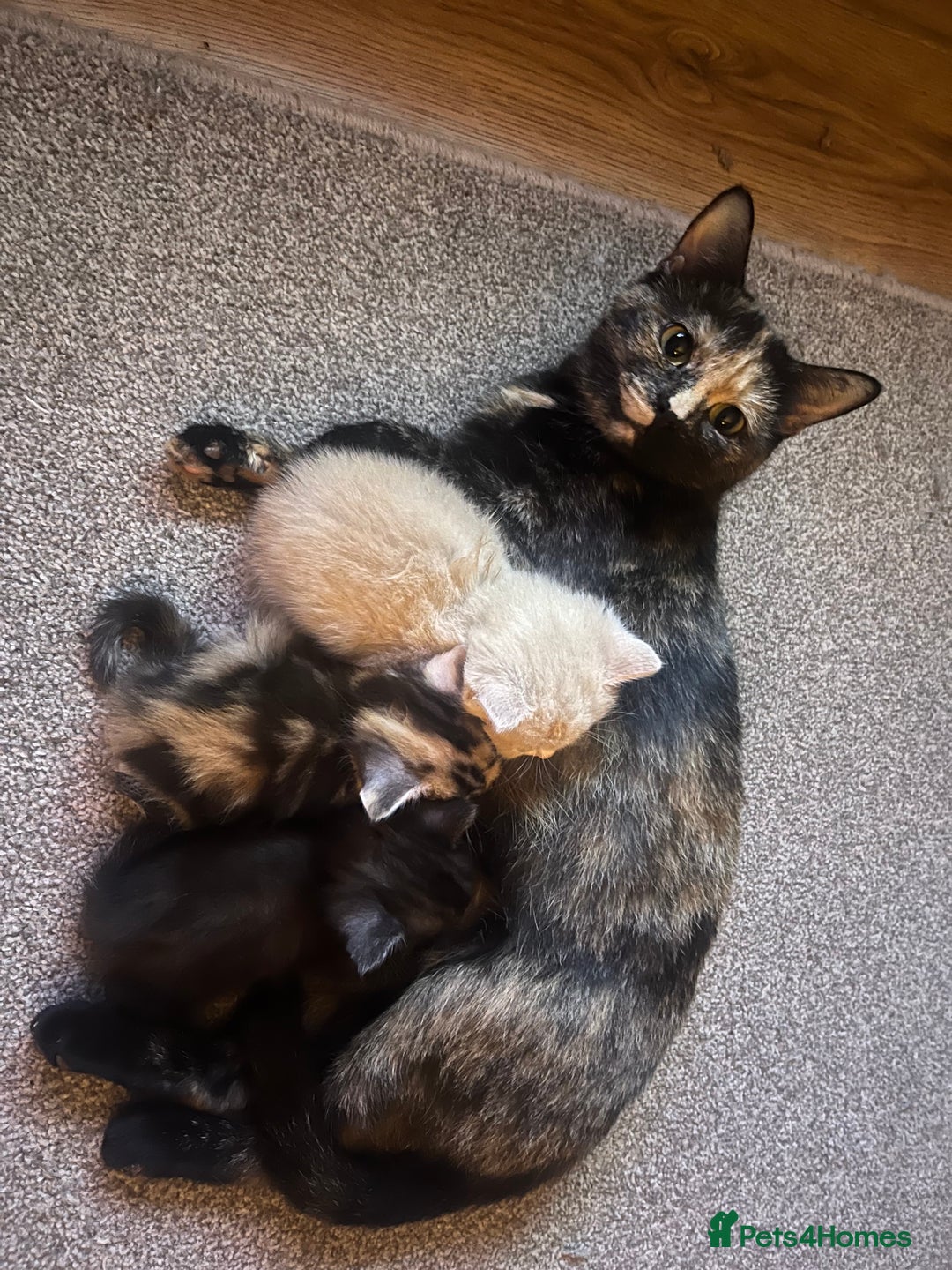 Ragdoll cats for sale: Ragdoll x tortoise shell kittens - Image 5