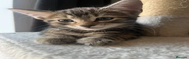 Tabby 