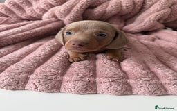 Dachshund dogs for sale: Short hair Miniature Dachshund puppies  - Image 1