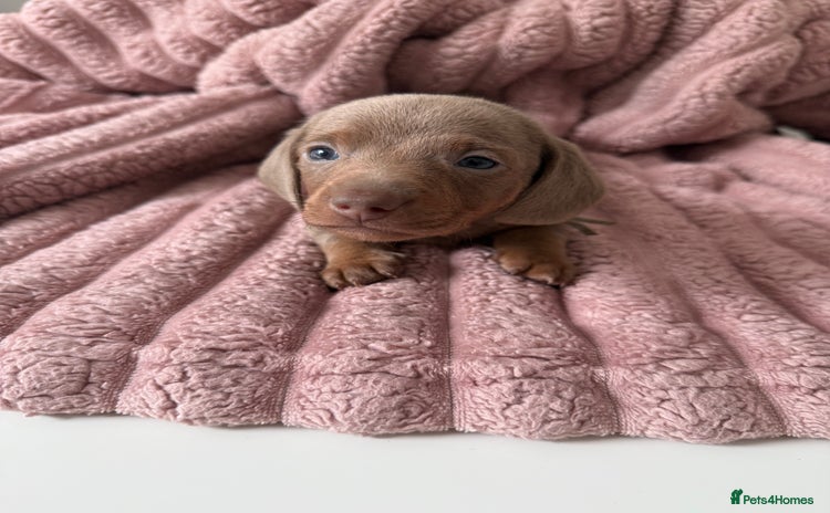 Dachshund dogs - Advert 8