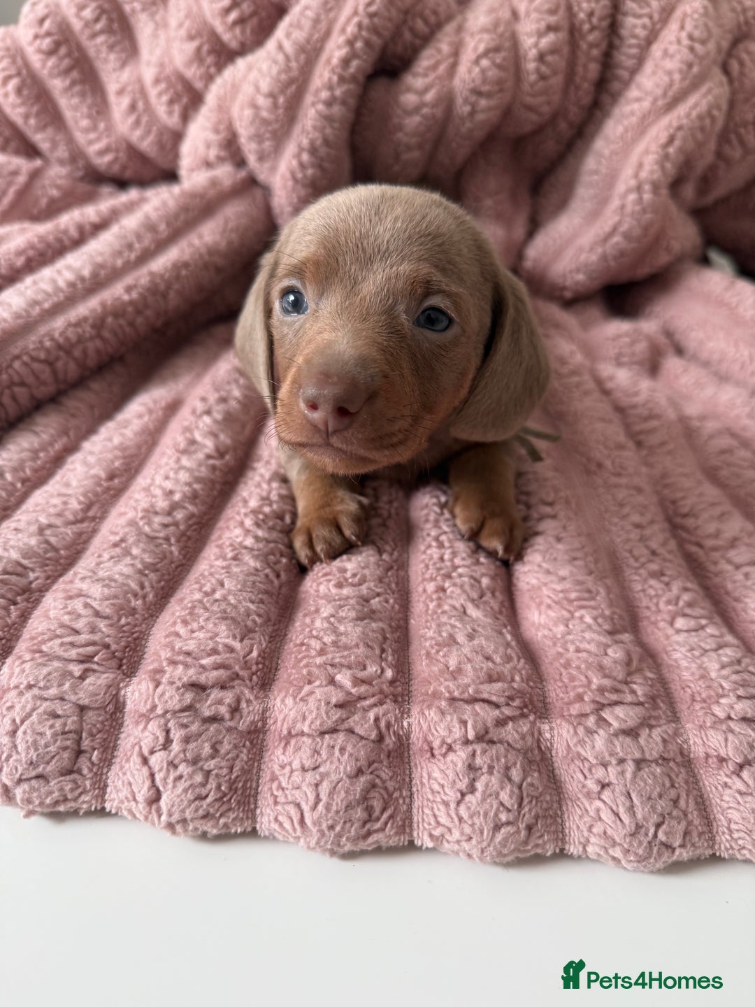 Dachshund dogs for sale: Short hair Miniature Dachshund puppies  - Image 1