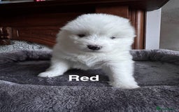 Samoyed dogs for sale: Samoyed Puppies — Ready to Reserve Now! - Image 19