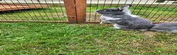 Netherland Dwarf rabbits for sale: Young female Netherlands dwarf rabbits in Weymouth - Advert 5