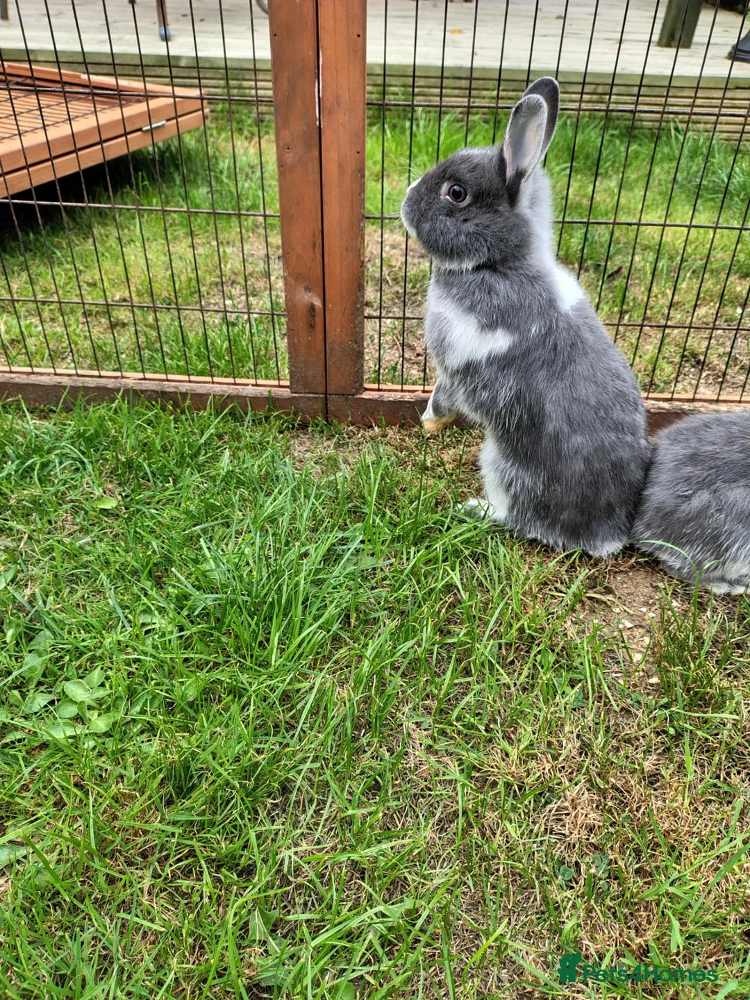 Netherland Dwarf rabbits for sale: Young female Netherlands dwarf rabbits in Weymouth - Advert 5