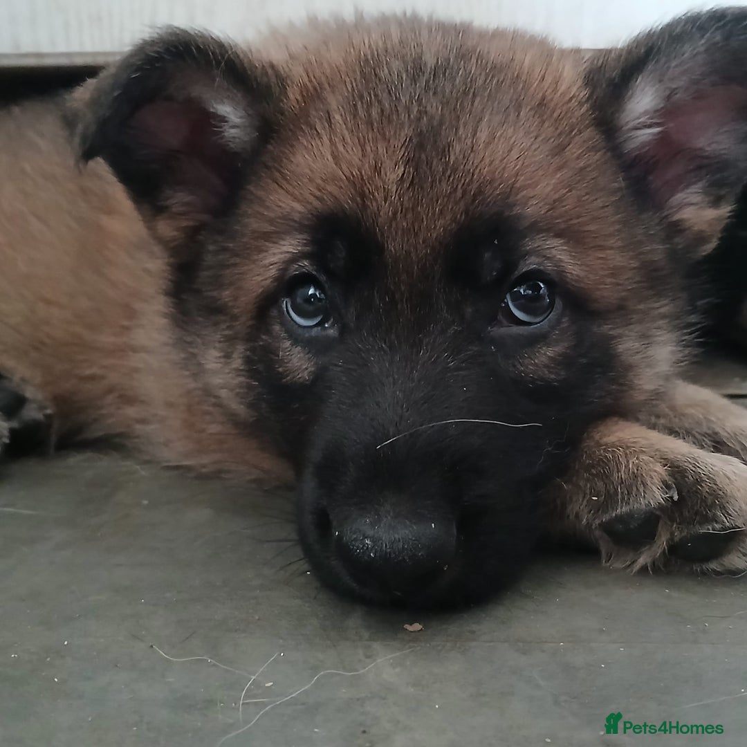German Shepherd dogs for sale: Beautiful German Shepherd Puppies - Image 33