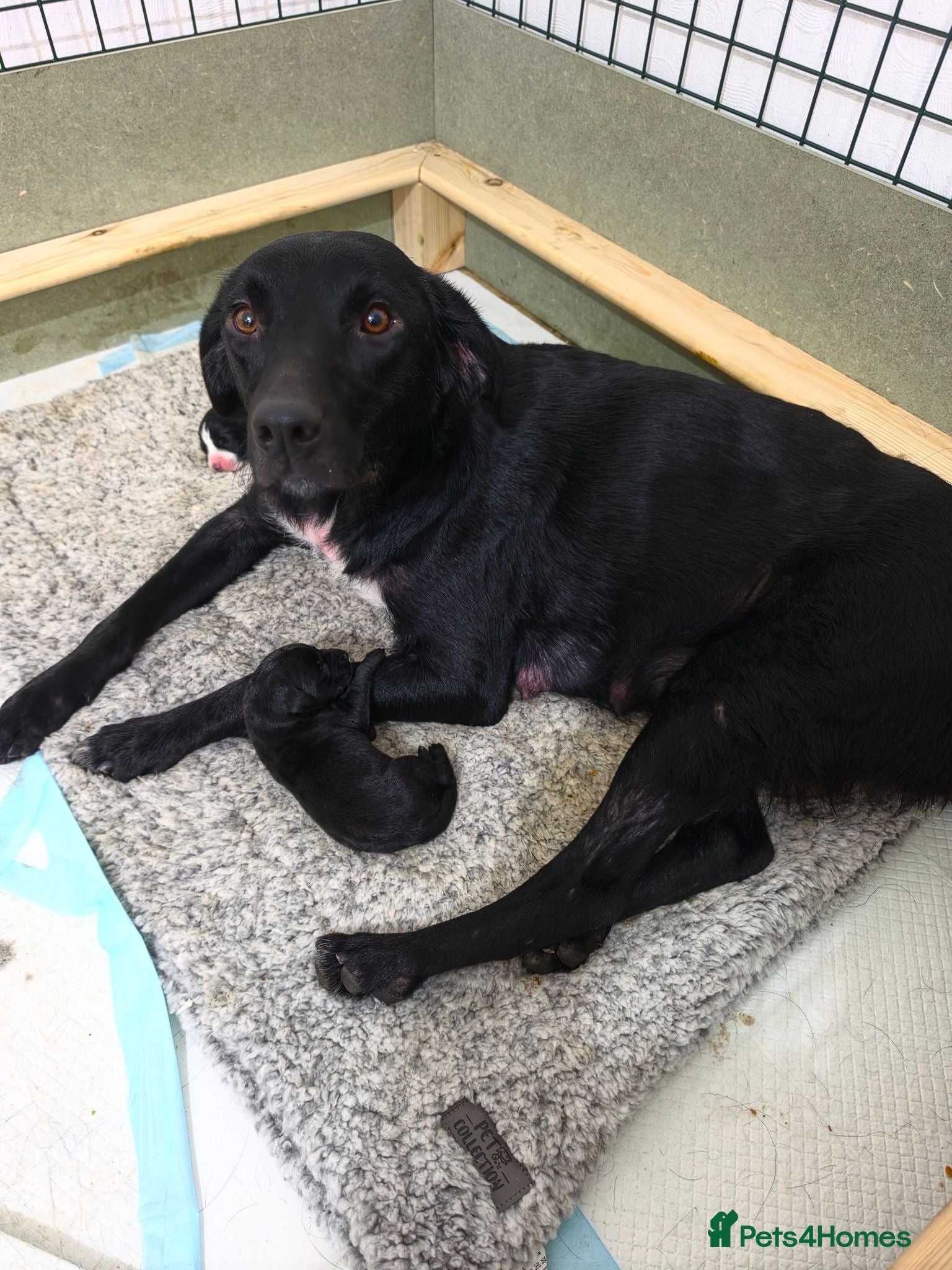 Mixed Breed dogs One female pup left - Advert 9