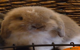 Mini Lop rabbits for sale: Minilop doe - Image 1