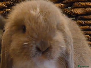 Mini Lop rabbits - Advert 1
