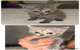 British Shorthair cats for sale: 6 beautiful kittens  - Image 5