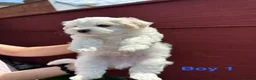 Bichon Frise dogs for sale:     🐶 6 Adorable Puppies Looking for a Home - Advert 33