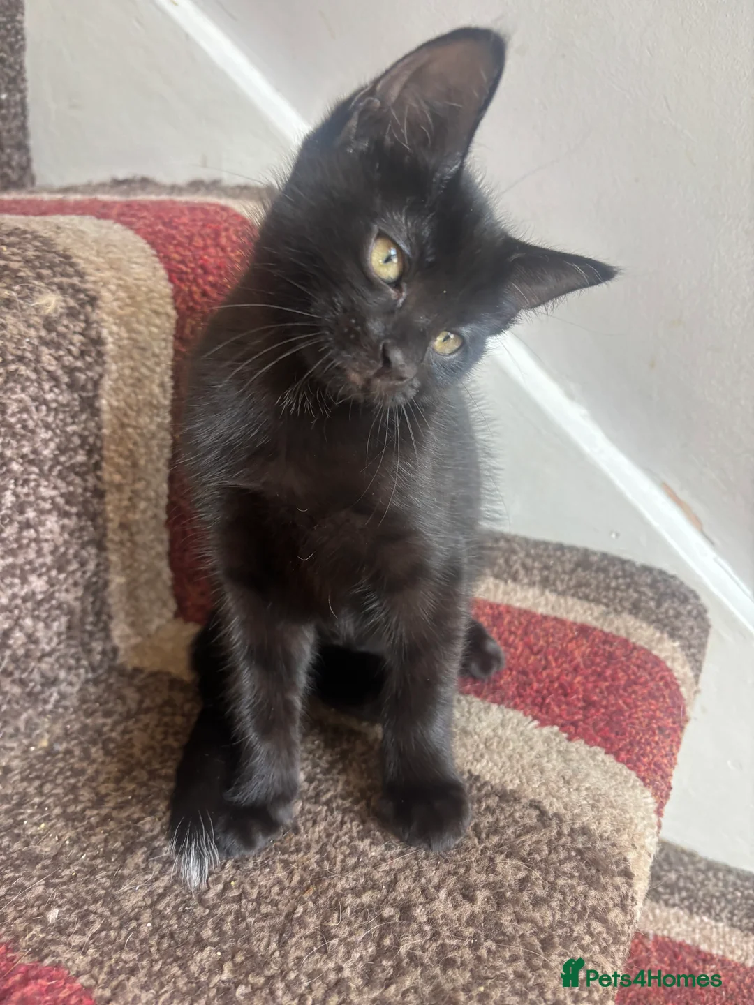 Mixed Breed cats for sale: 2 kittens 10 weeksold  in South Ockendon - Advert 2