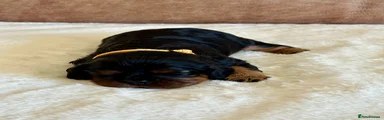 Cavalier King Charles Spaniel Puppy 2