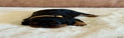 Cavalier King Charles Spaniel dogs for sale: Health Tested KC Registered Girls - Advert 9