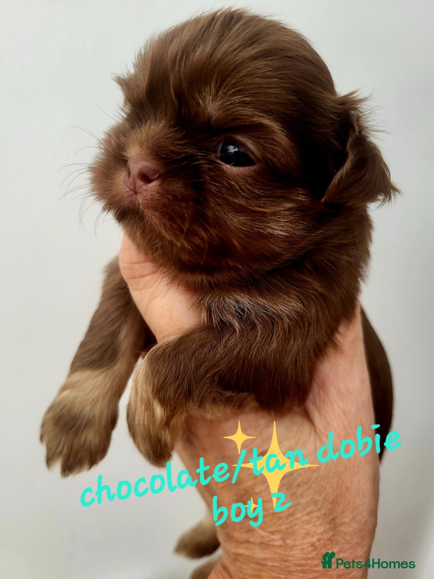 Shih Tzu dogs Quality dobie kc Imperial shih tzu  - Advert 6