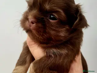 Shih Tzu dogs Quality dobie kc Imperial shih tzu - Advert 1