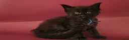 Maine Coon cats for sale: 🔥Gorgeous Maine Coons Available🔥 - Advert 23