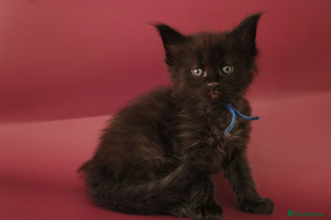 Maine Coon cats for sale: 🔥Gorgeous Maine Coons Available🔥 - Advert 23
