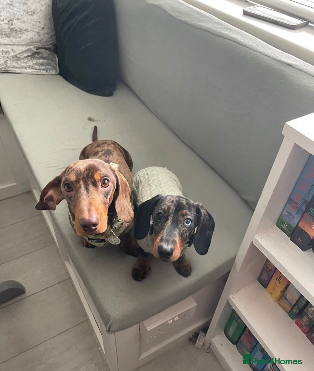 Miniature Dachshund dogs for stud: FOR STUD STUNNING SILVER DAPPLE in Benfleet - Advert 5