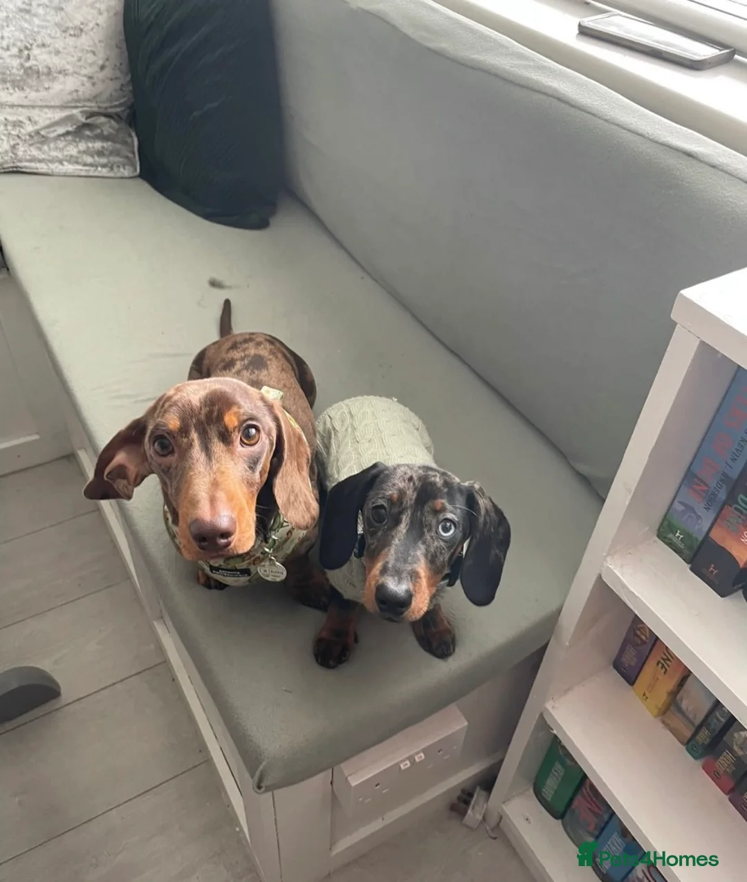 Miniature Dachshund dogs for stud: FOR STUD STUNNING SILVER DAPPLE in Benfleet - Advert 4