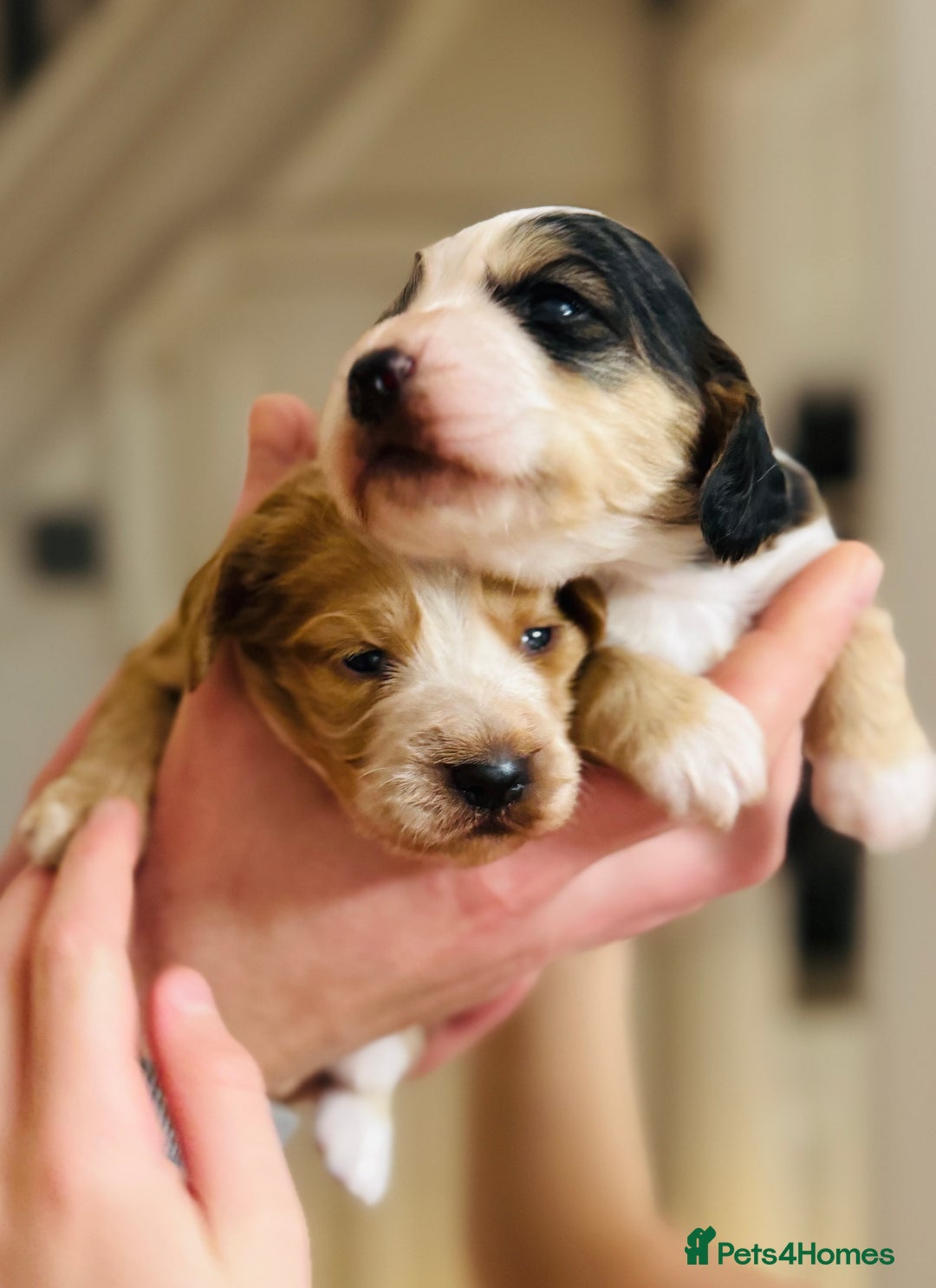 Cocker Spaniel dogs for sale: 6 Cocker Spaniel puppies for sale - Advert 12