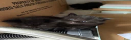 Mixed Breed cats for sale: Fluffy kittens - Advert 18