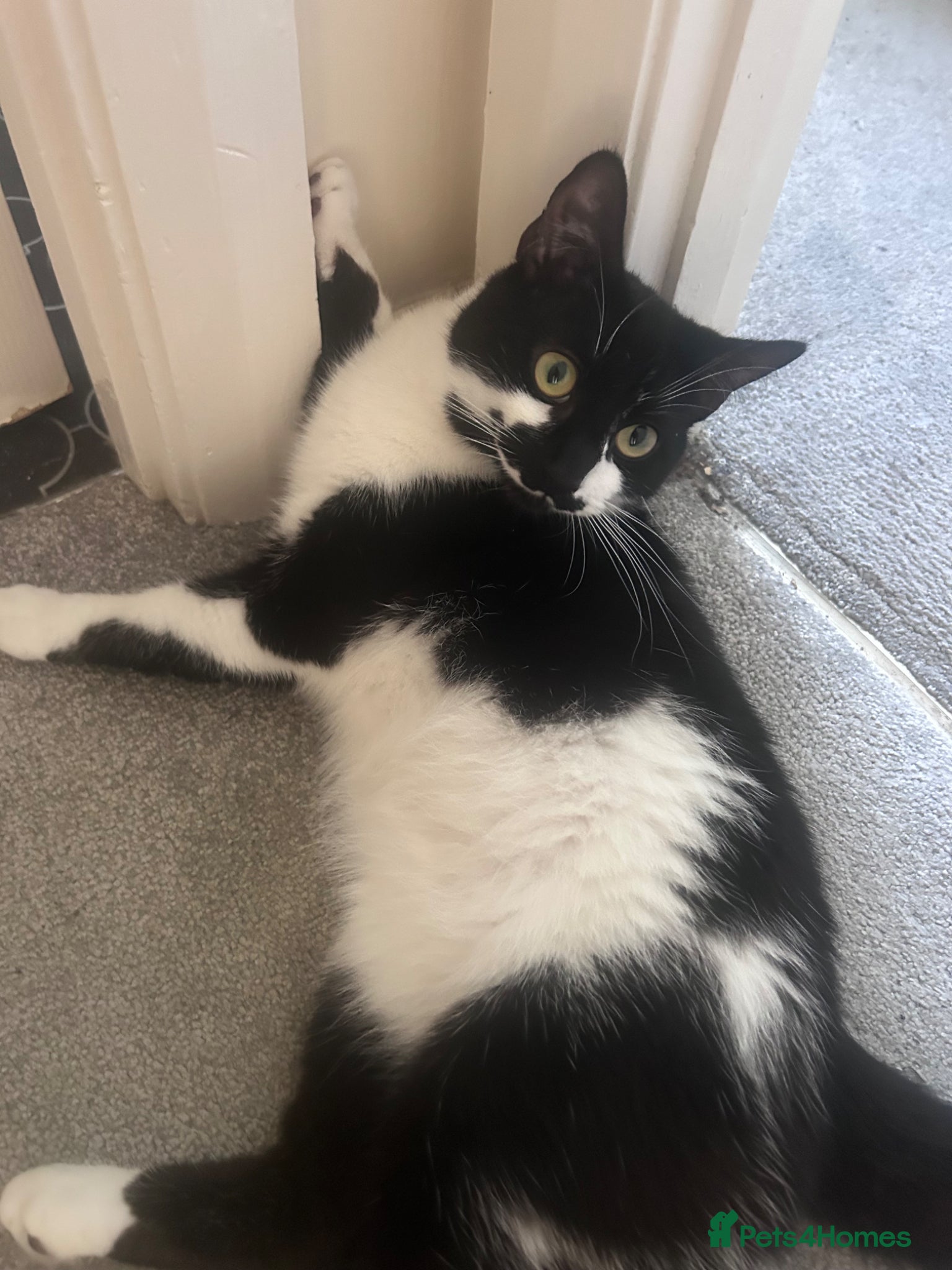 Mixed Breed cats Morpheus - Advert 6