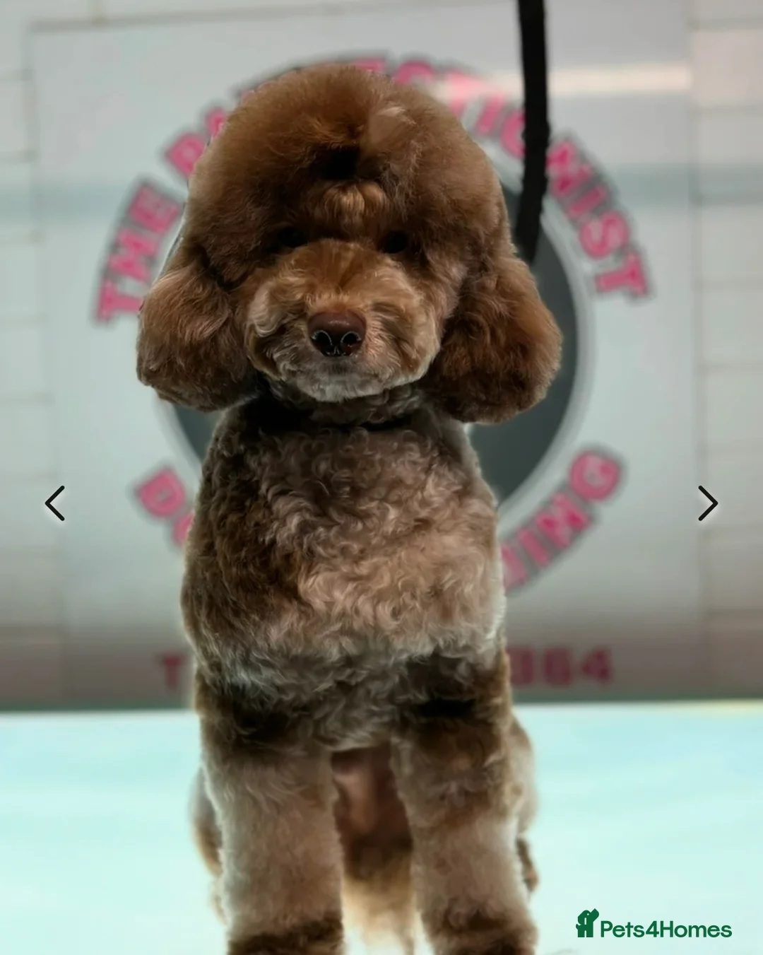 Toy Poodle dogs for stud: Toy poodle available for stud  in Rowlands Gill - Advert 21