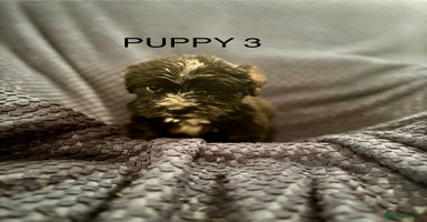 Mixed Breed dogs - Advert 9