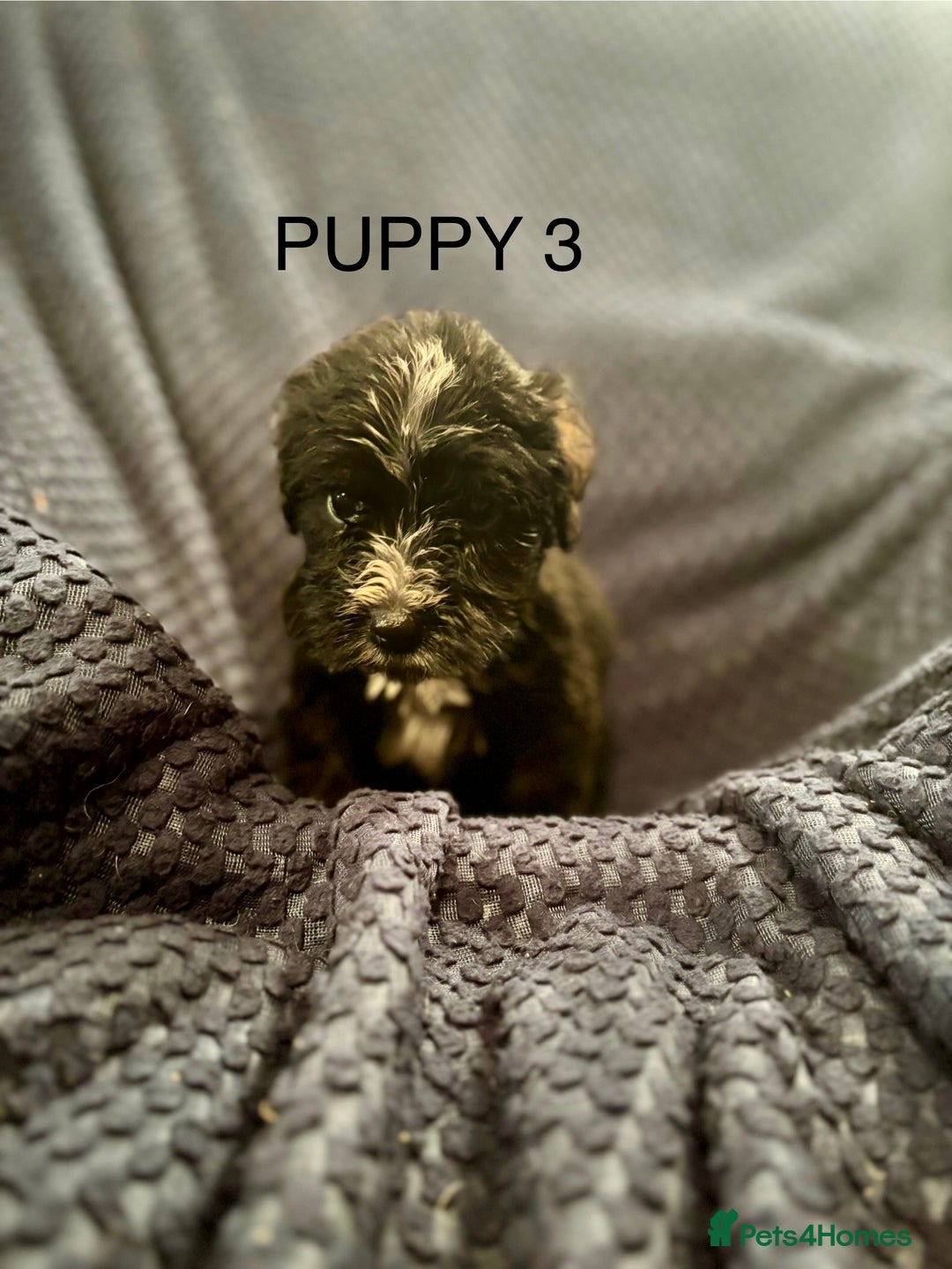 Mixed Breed dogs for sale: 5 X Rare BLUE CockerBlue’s  - Image 3