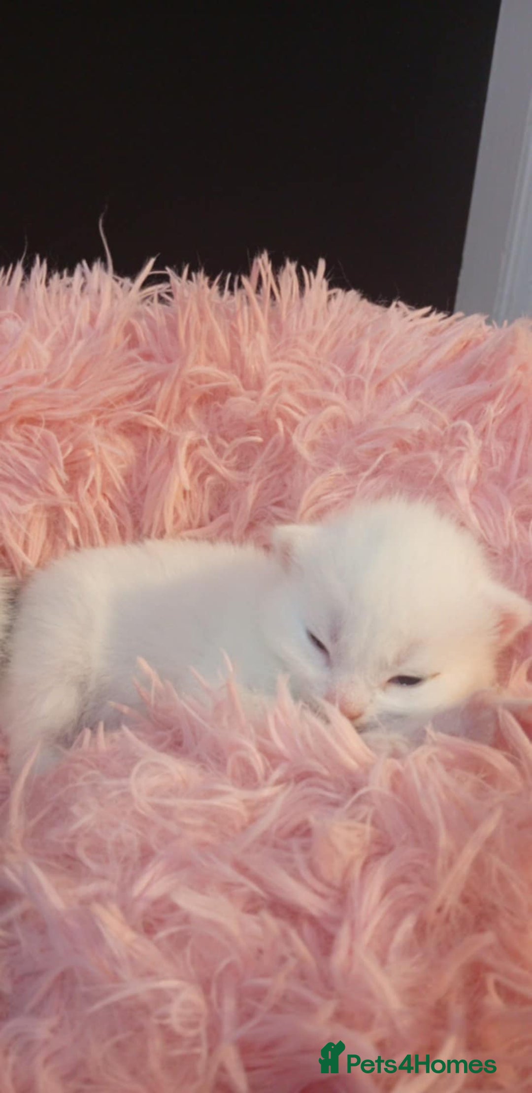 Persian cats for sale: Persian cross - Image 4
