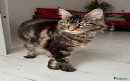 Maine Coon cats for sale: Purebred Maine Coon Kitten 2 FEMALES - Image 15