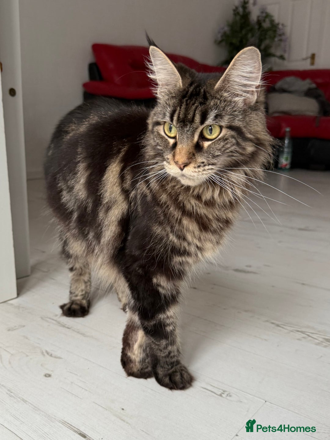 Maine Coon cats for sale: Purebred Maine Coon Kitten 2 FEMALES - Image 15