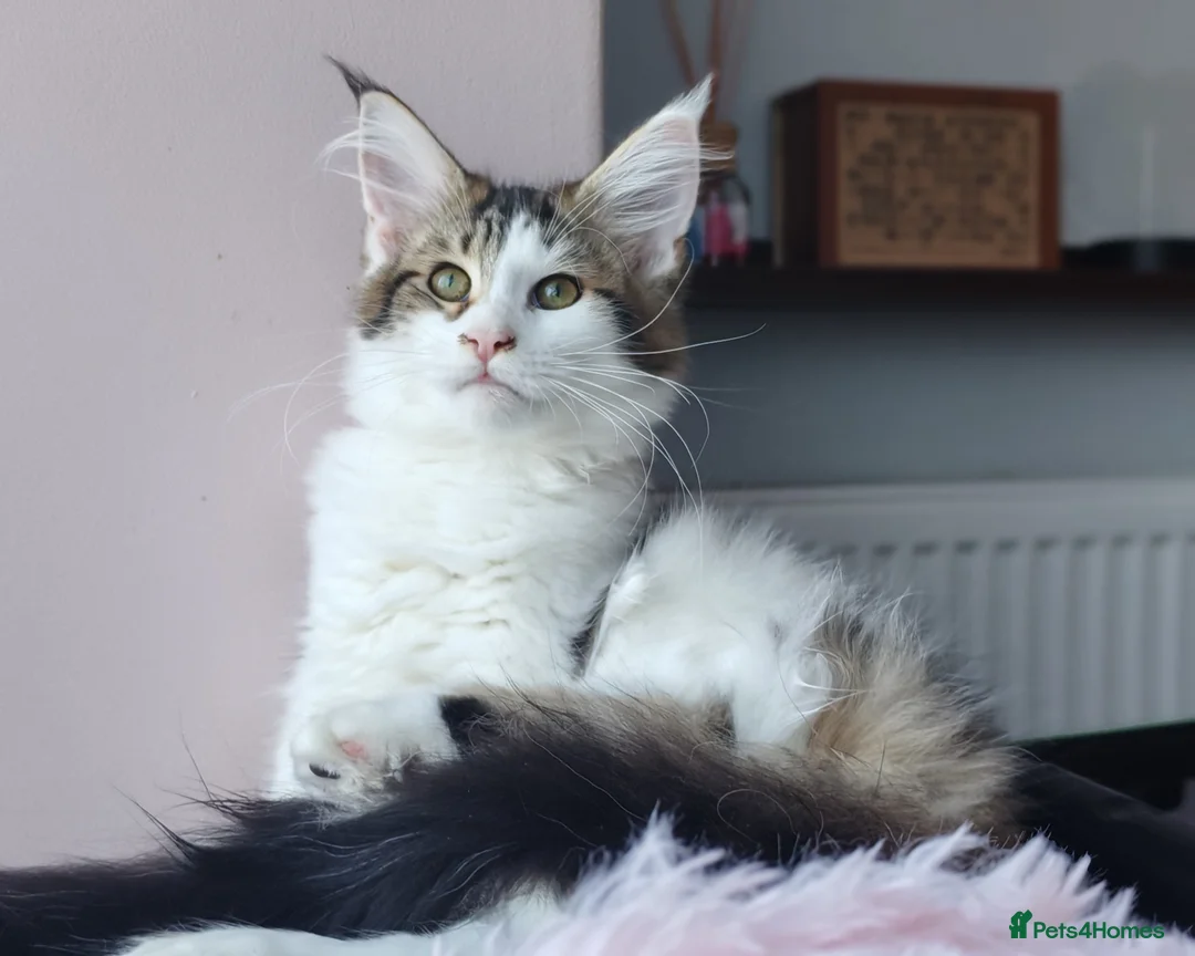 Maine Coon cats for sale: Last female - Maine coon  - Advert 1
