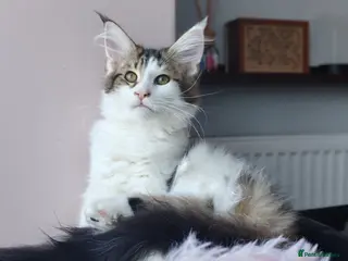 Maine Coon cats for sale: Last female - Maine coon - Advert 1